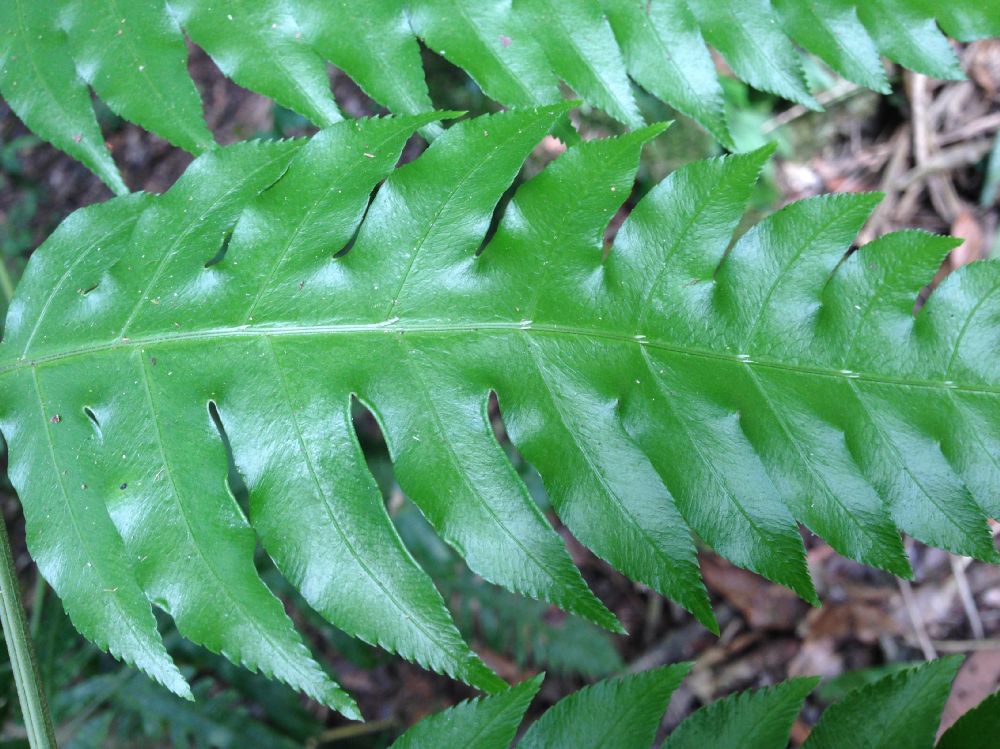 Pteridaceae Pteris altissima