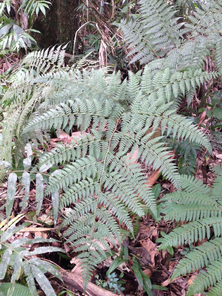 Saccolomataceae Saccoloma sunduei