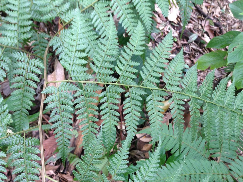 Saccolomataceae Saccoloma sunduei