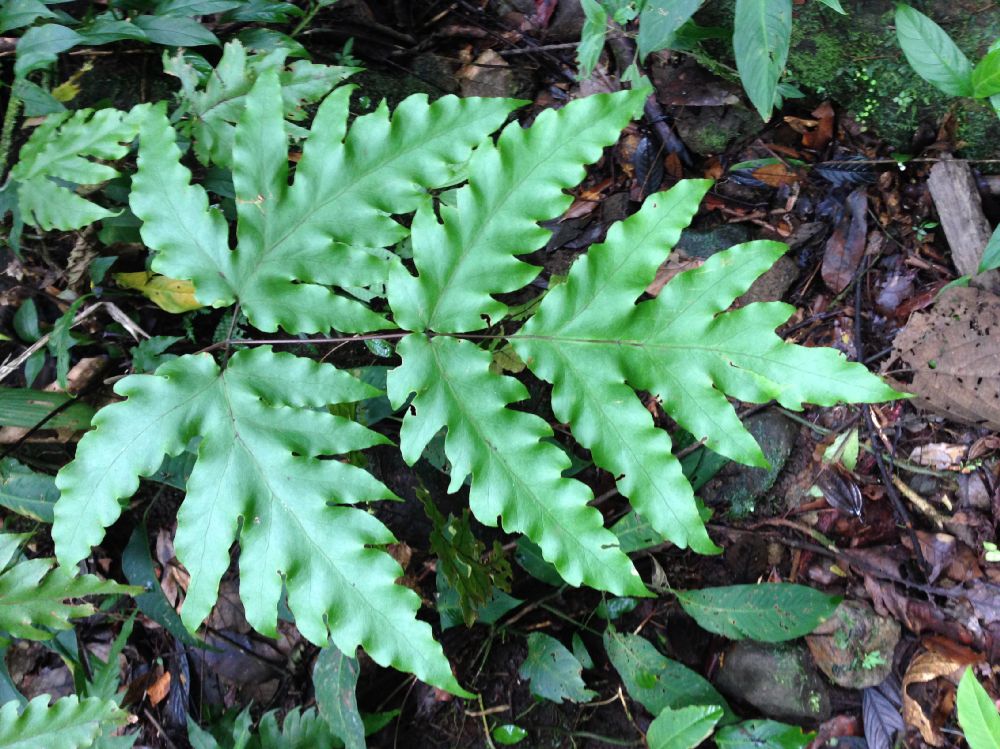 Tectariaceae Tectaria athyrioides