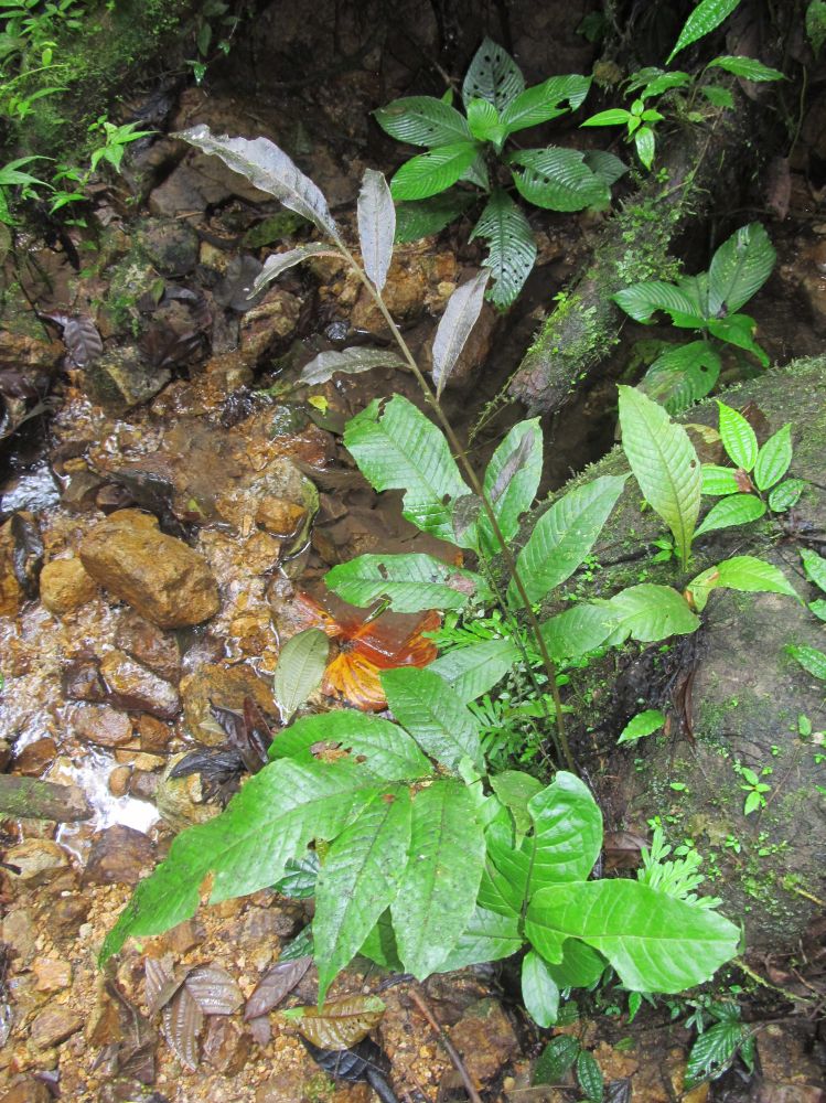 Dryopteridaceae Mickelia nicotianifolia