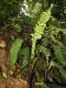 image of Austroblechnum wardiae