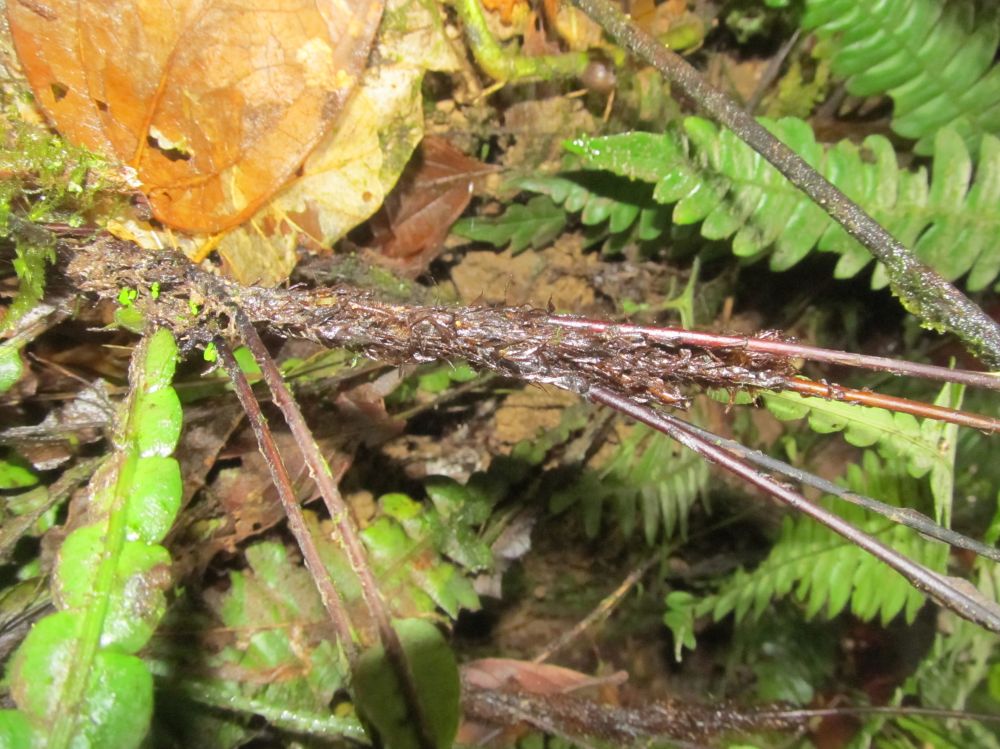 Blechnaceae Austroblechnum wardiae