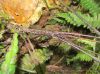 image of Austroblechnum wardiae