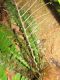 image of Austroblechnum wardiae
