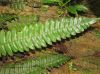 image of Austroblechnum wardiae