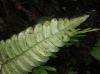 image of Austroblechnum wardiae
