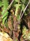image of Austroblechnum wardiae