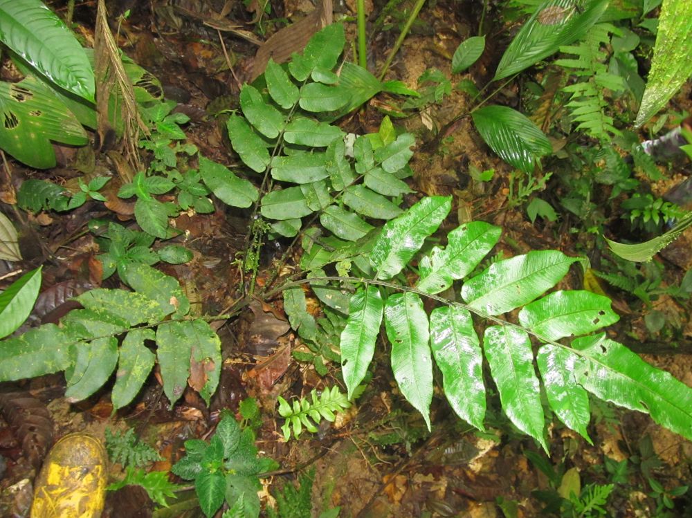 Athyriaceae Diplazium 