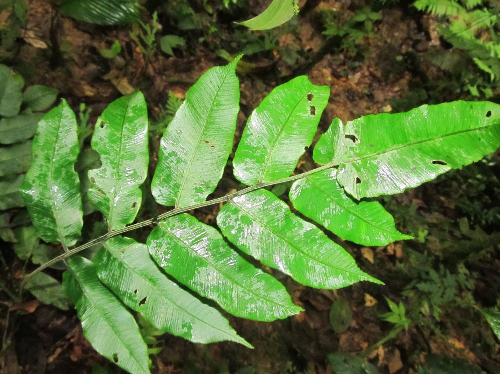 Athyriaceae Diplazium 