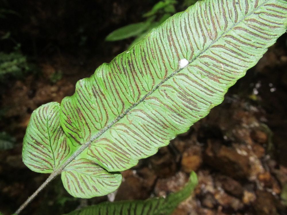Athyriaceae Diplazium 
