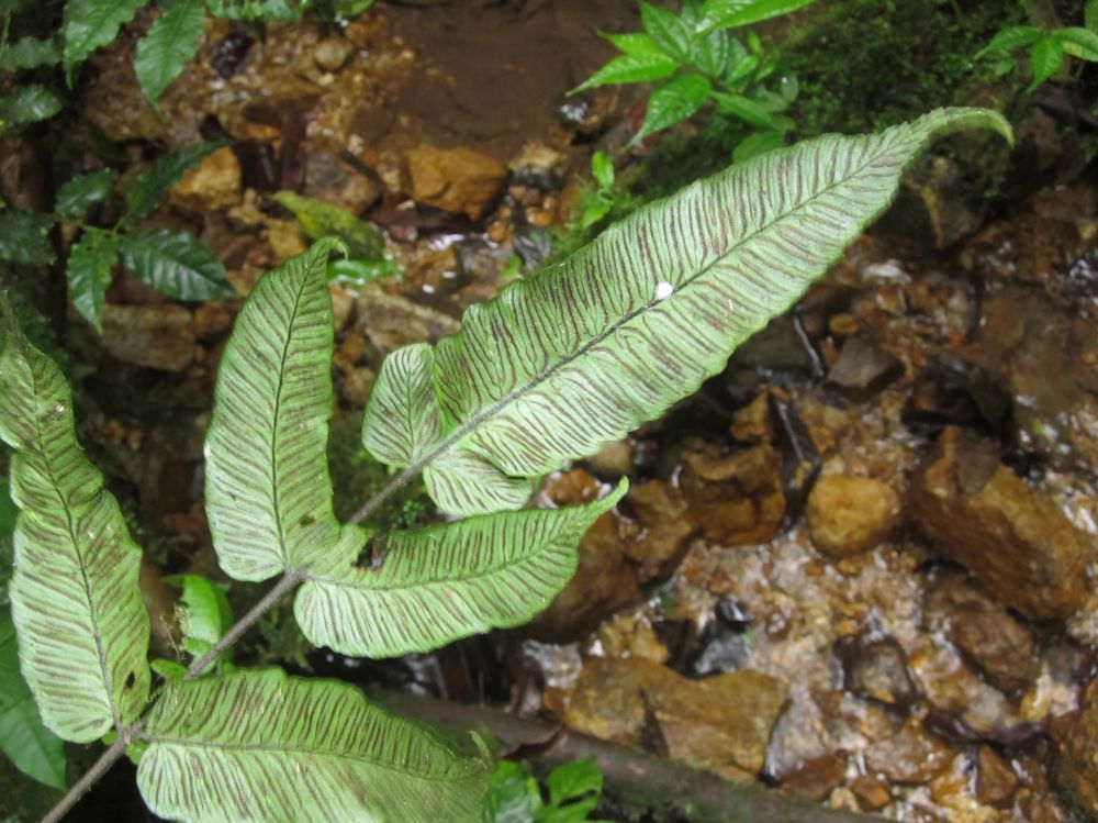 Athyriaceae Diplazium 