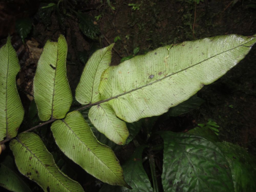 Athyriaceae Diplazium 