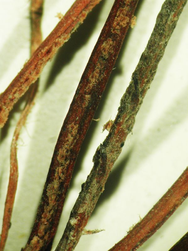 Dryopteridaceae Elaphoglossum accedens