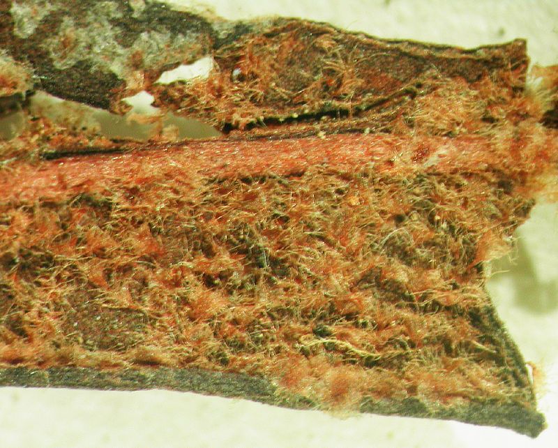 Dryopteridaceae Elaphoglossum accedens