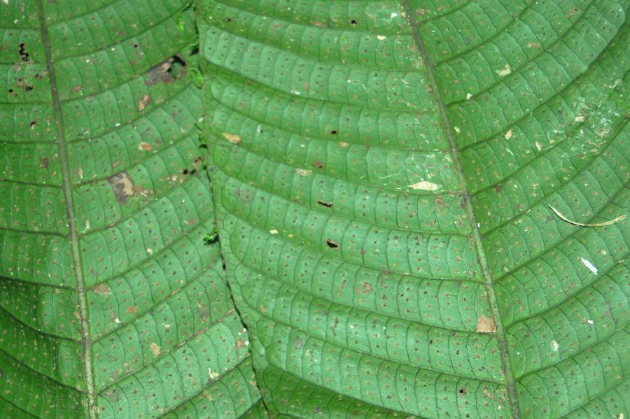 Polypodiaceae Campyloneurum magnificum