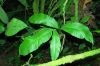 image of Campyloneurum magnificum