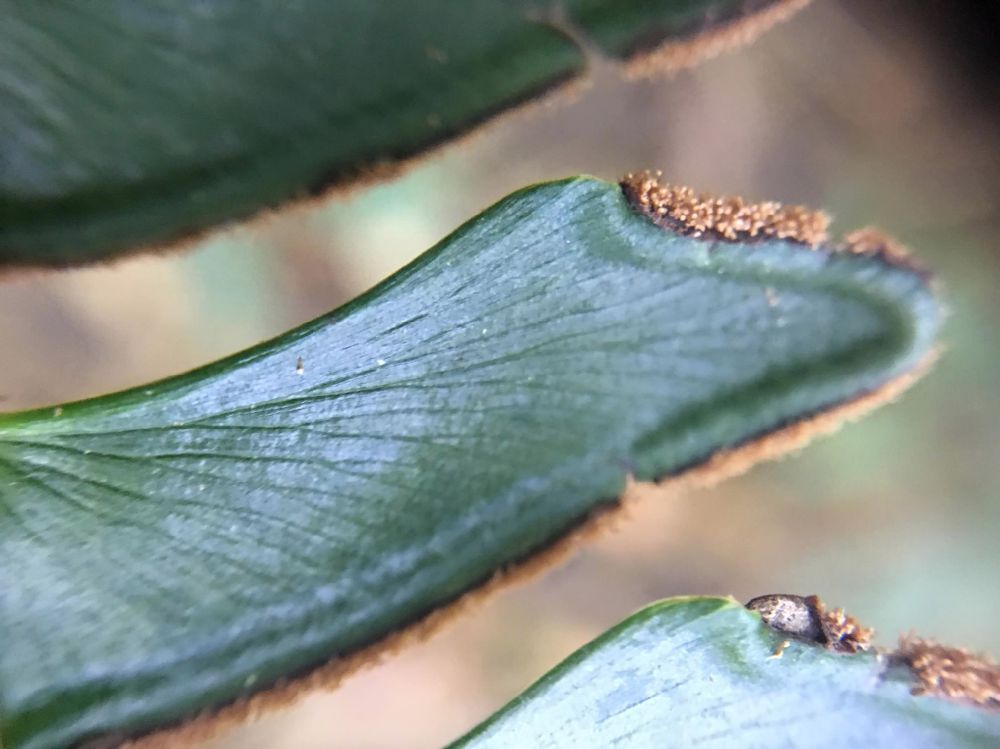 Pteridaceae Adiantum villosum