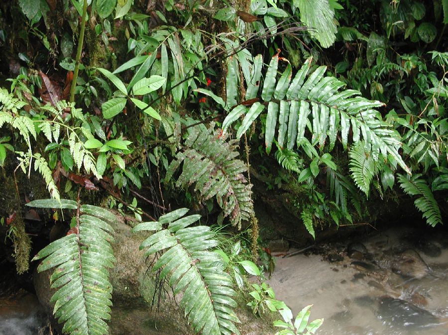Blechnaceae Parablechnum cordatum