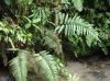 image of Parablechnum cordatum