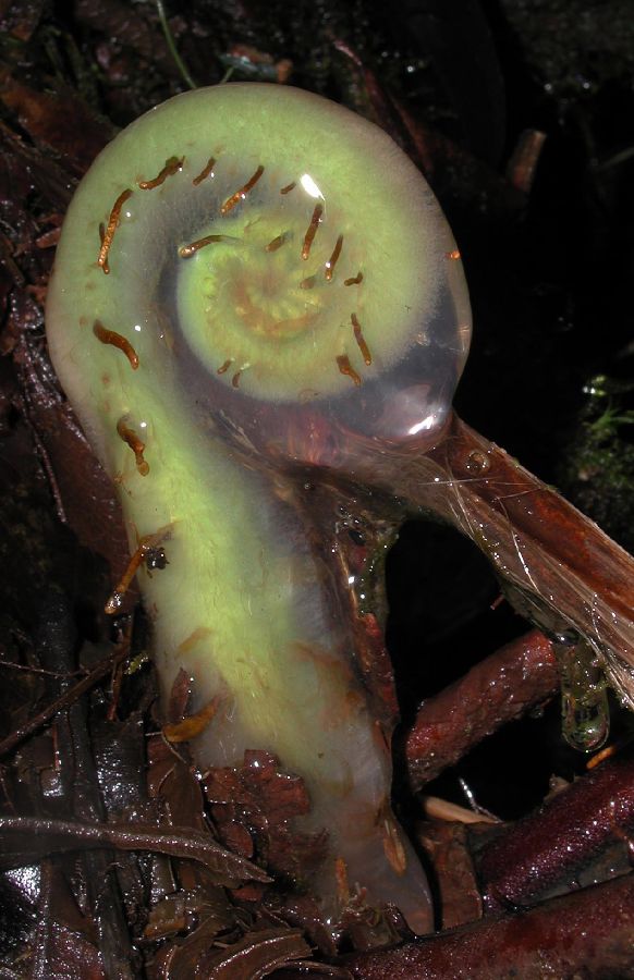 Blechnaceae Parablechnum cordatum