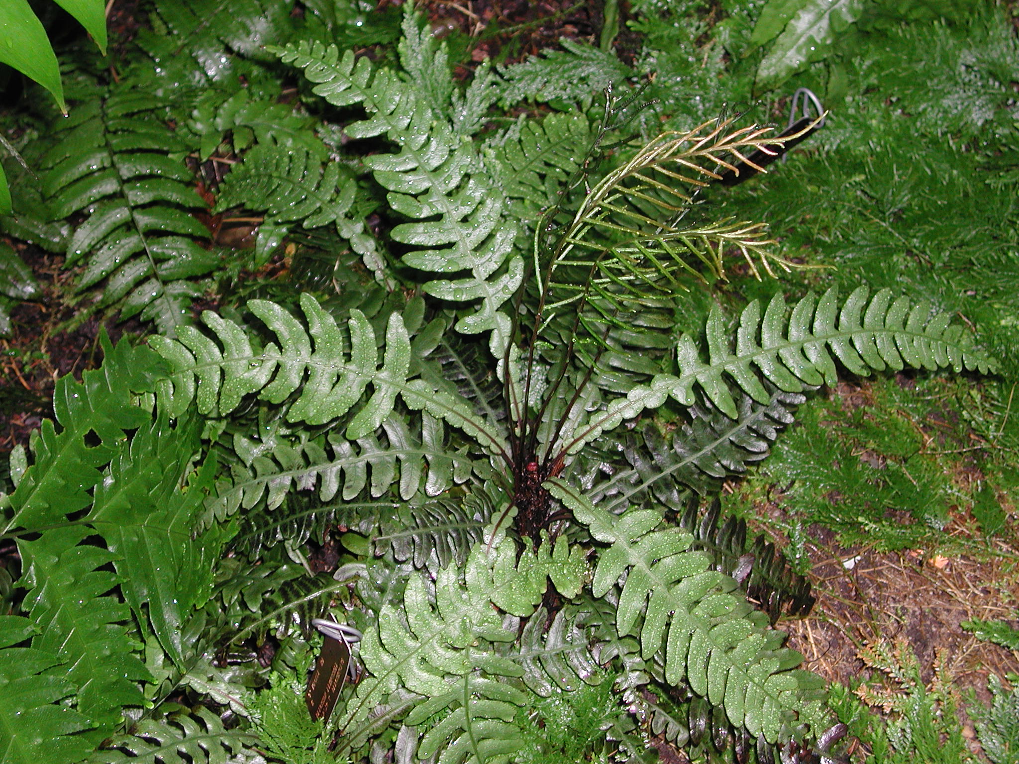 Blechnaceae Austroblechnum wardiae