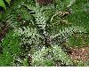 image of Austroblechnum wardiae