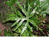 image of Doryopteris nobilis