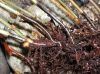 image of Elaphoglossum burchellii