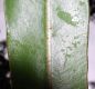 image of Elaphoglossum burchellii