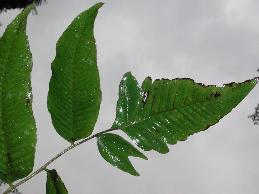 Dryopteridaceae Polybotrya polybotryoides