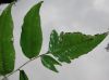 image of Polybotrya polybotryoides