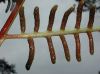 image of Polybotrya polybotryoides