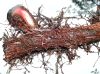 image of Polybotrya polybotryoides