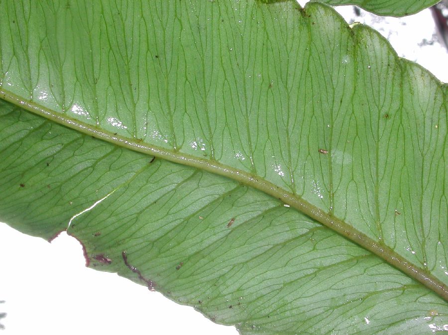 Dryopteridaceae Polybotrya polybotryoides