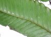 image of Polybotrya polybotryoides