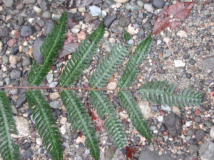 Pteridaceae Pteris speciosa