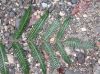 image of Pteris speciosa
