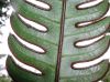 image of Pteris speciosa