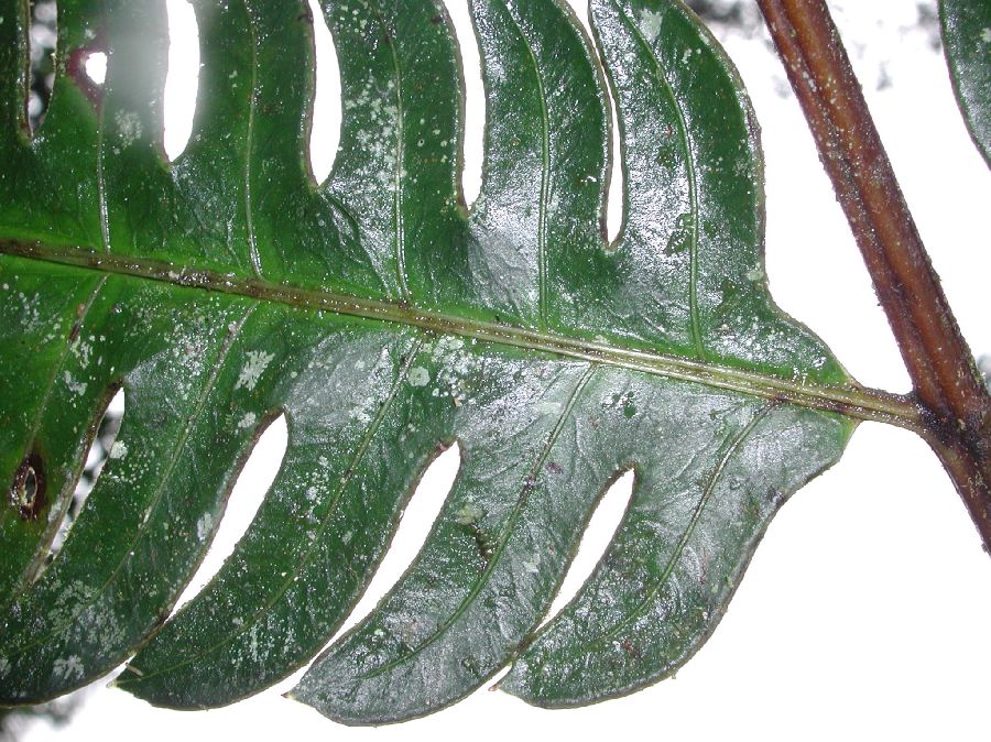 Pteridaceae Pteris speciosa