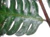 image of Pteris speciosa