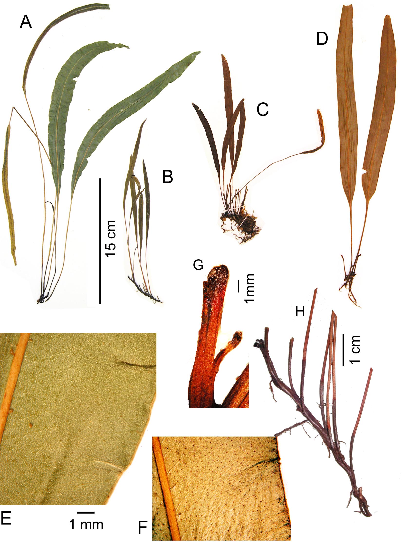 Dryopteridaceae Elaphoglossum ciliatum