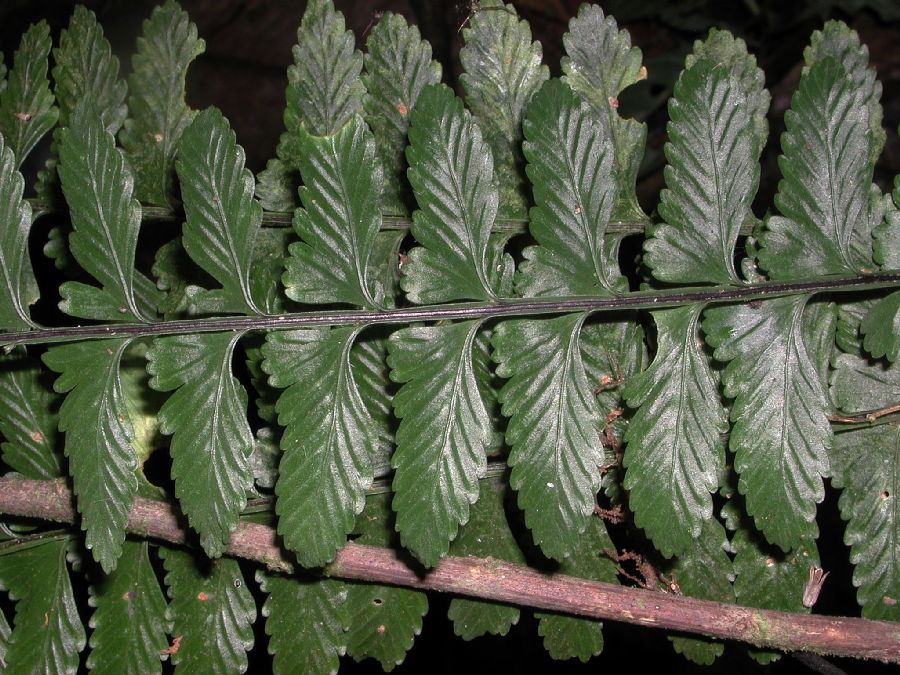 Aspleniaceae Asplenium pteropus
