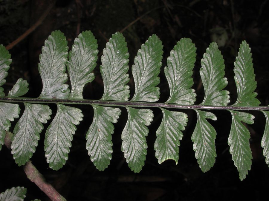 Aspleniaceae Asplenium pteropus