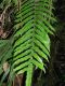 image of Lomaridium acutum