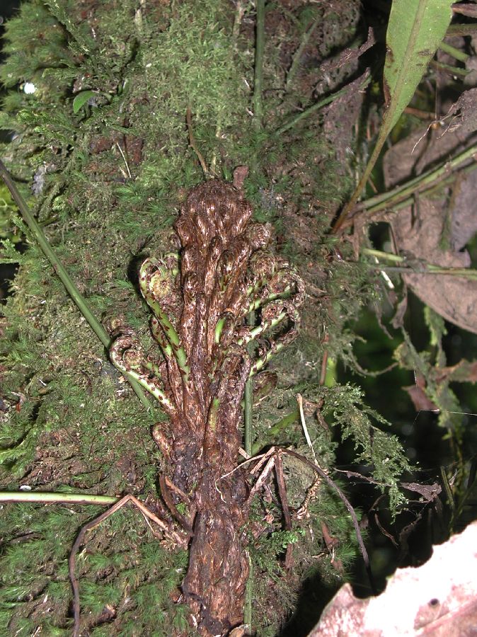 Blechnaceae Lomaridium fuscosquamosum