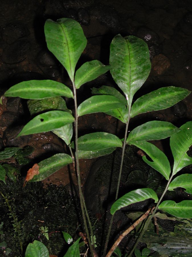 Lomariopsidaceae Mickelia nicotianifolia