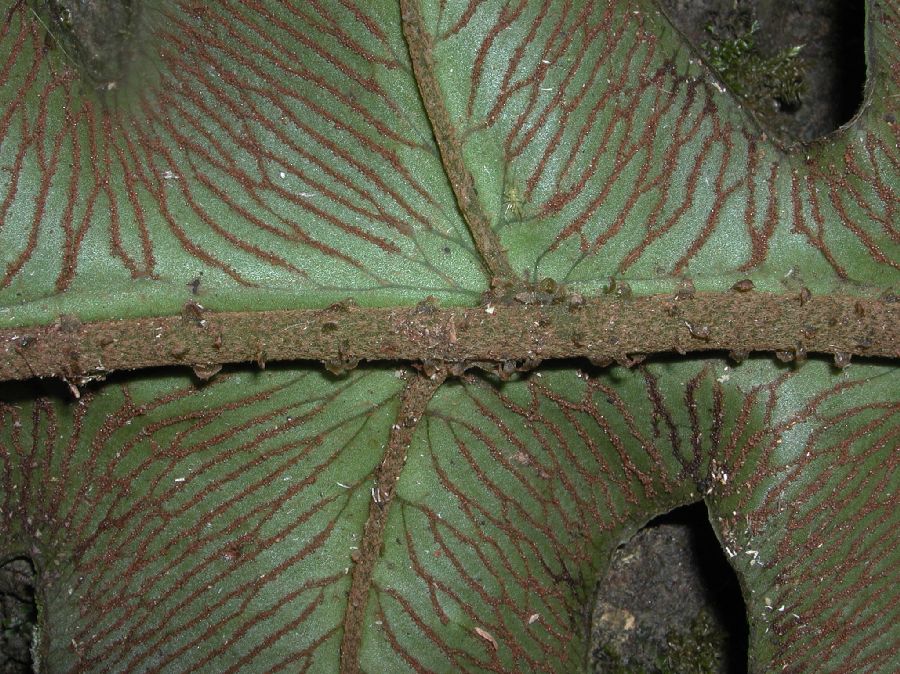 Athyriaceae Diplazium pinnatifidum