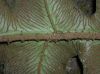 image of Diplazium pinnatifidum