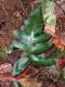 image of Diplazium pinnatifidum